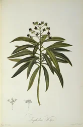 Euphorbia Mellifera, from `Le Jardin de la Malmaison